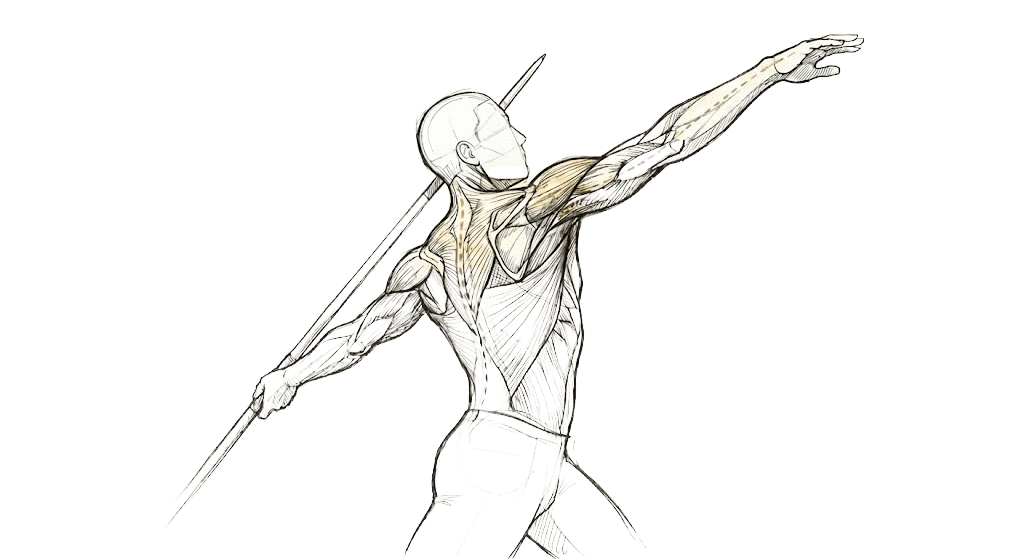 Anatomische Illustration — Schulter- und Armmuskulatur