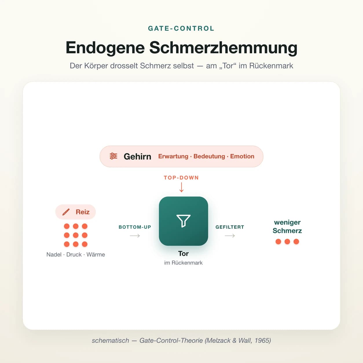 Schema der endogenen Schmerzhemmung nach der Gate-Control-Theorie: Ein Reiz am Gewebe (Nadel, Druck, Wärme) sendet Schmerzsignale von unten (Bottom-up), das Gehirn moduliert von oben (Top-down — über Erwartung, Bedeutung, Emotion), und das Tor im Rückenmark filtert die Signale, sodass weniger Schmerz weitergeleitet wird.